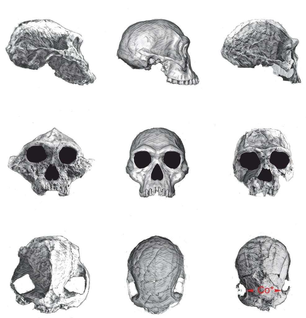 Comparaison morphologique entre les paranthropes et les premiers représentants du genre Homo (Homo habilis et Homo ergaster).