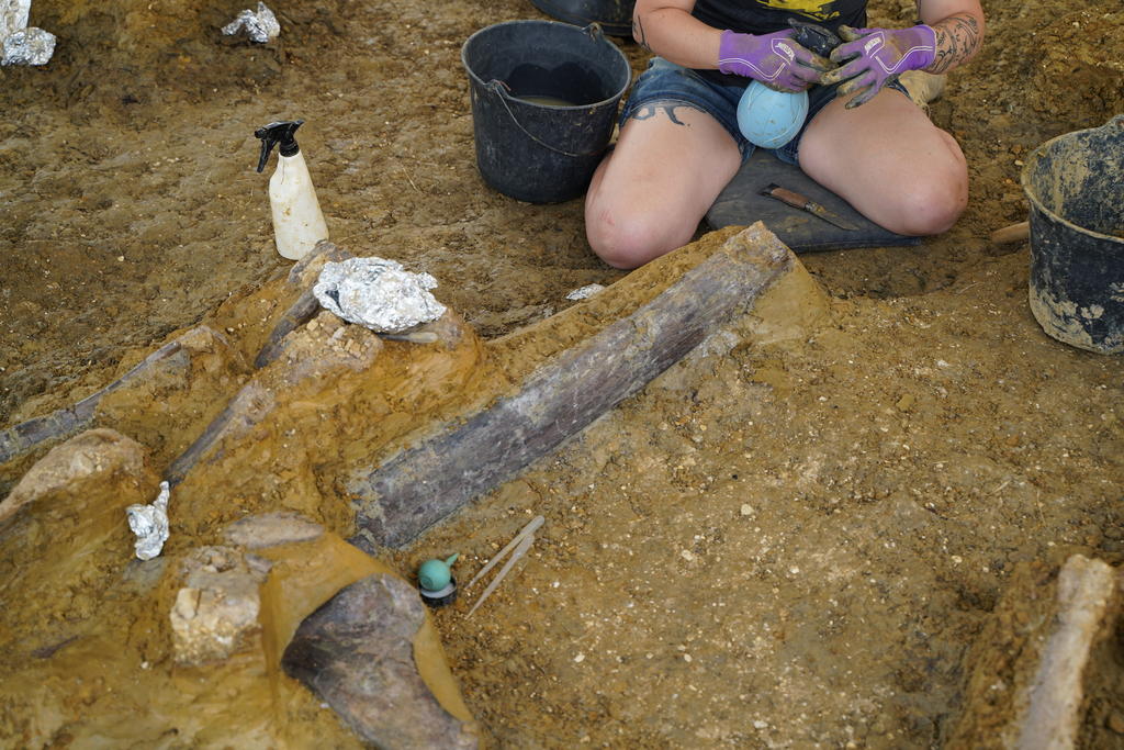 Mise au jour des os de dinosaures. 