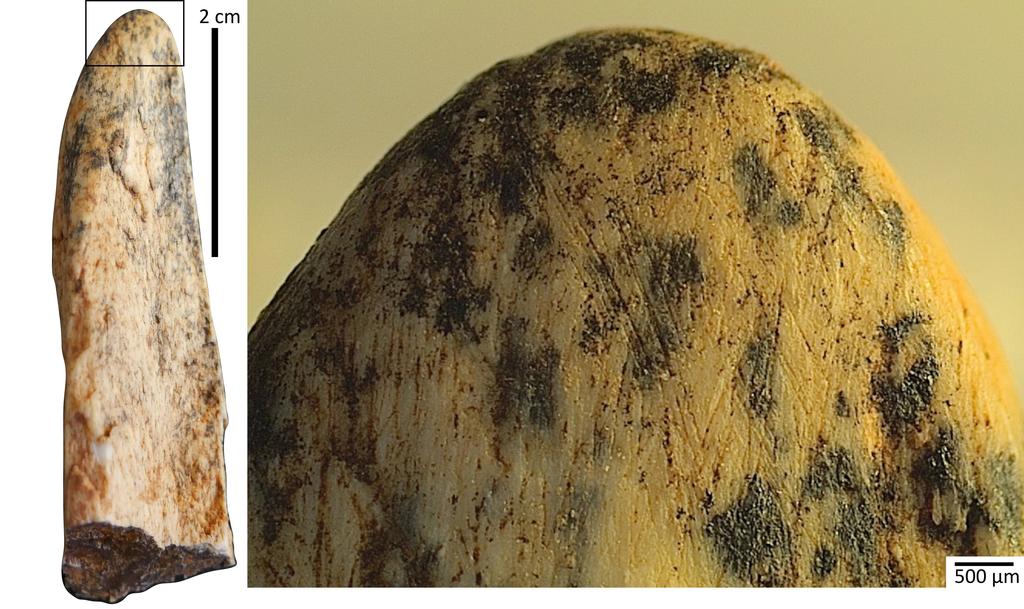 Un exemple d’outil en os peu élaboré en provenance du site de Kromdraai, en Afrique du Sud (2,2 Ma).