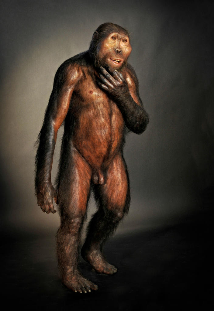 Reconstitution d’un Paranthropus boisei mâle. D’après le moulage du crâne OH 5 découvert à Olduvai en Tanzanie. 