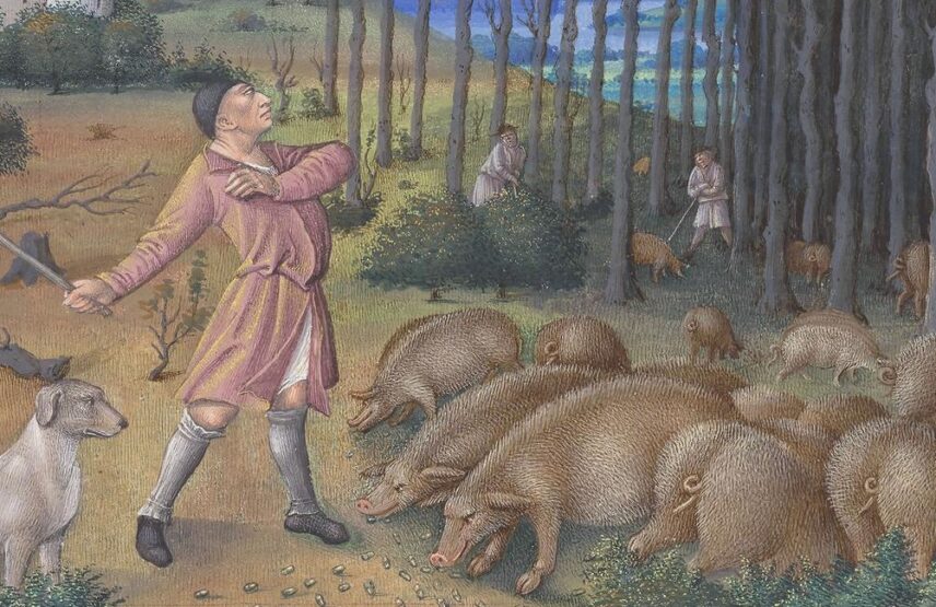 Les frères de Limbourg, vers 1411-1416, et Jean Colombe, vers 1485, Très Riches Heures du duc de Berry, ms. 65, folio 11 v°, le mois de novembre, « La glandée » (détail). Chantilly, bibliothèque du musée Condé. 21 x 29 cm.