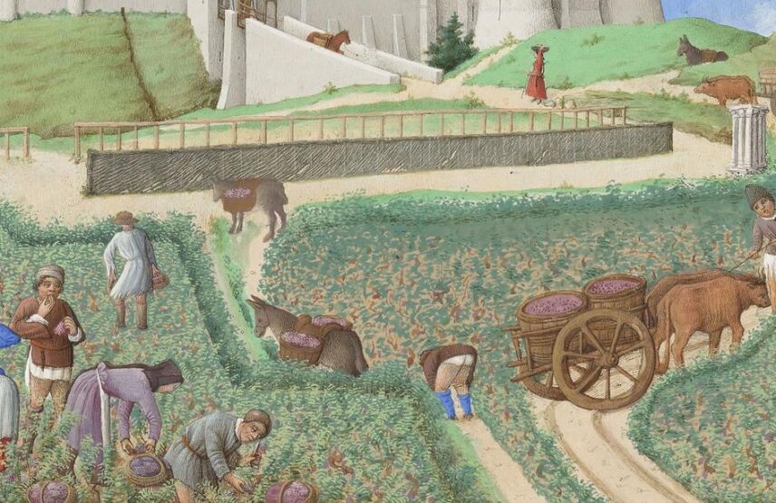 Les frères de Limbourg, vers 1411-1416, Barthélemy d’Eyck, vers 1446, et Jean Colombe, vers 1485, Très Riches Heures du duc de Berry, ms. 65, folio 9 v°, le mois de septembre, « Les vendanges » (détail). Chantilly, bibliothèque du musée Condé. 21 x 29 cm.
