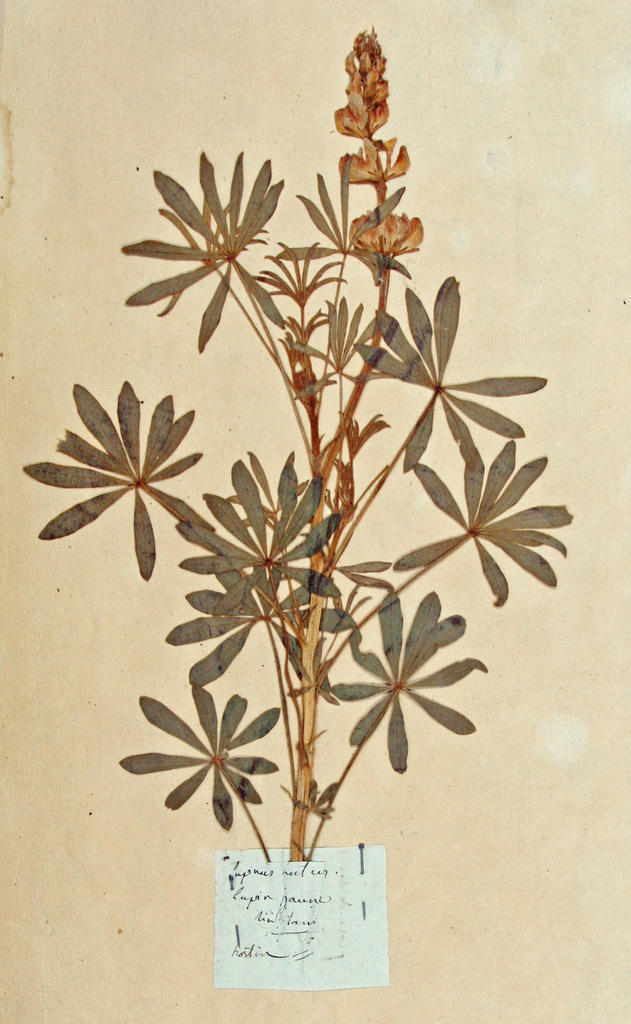 Carton, papier, cuir, plantes, Herbier de Thore liasse n° 7. 2010.0.8.7.0. Planche 149, Lupinus lutus. 