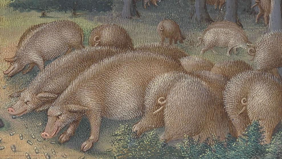 Les frères de Limbourg, vers 1411-1416, et Jean Colombe, vers 1485, Très Riches Heures du duc de Berry, ms. 65, folio 11 v°, le mois de novembre, « La glandée » (détail). Chantilly, bibliothèque du musée Condé. 21 x 29 cm. 