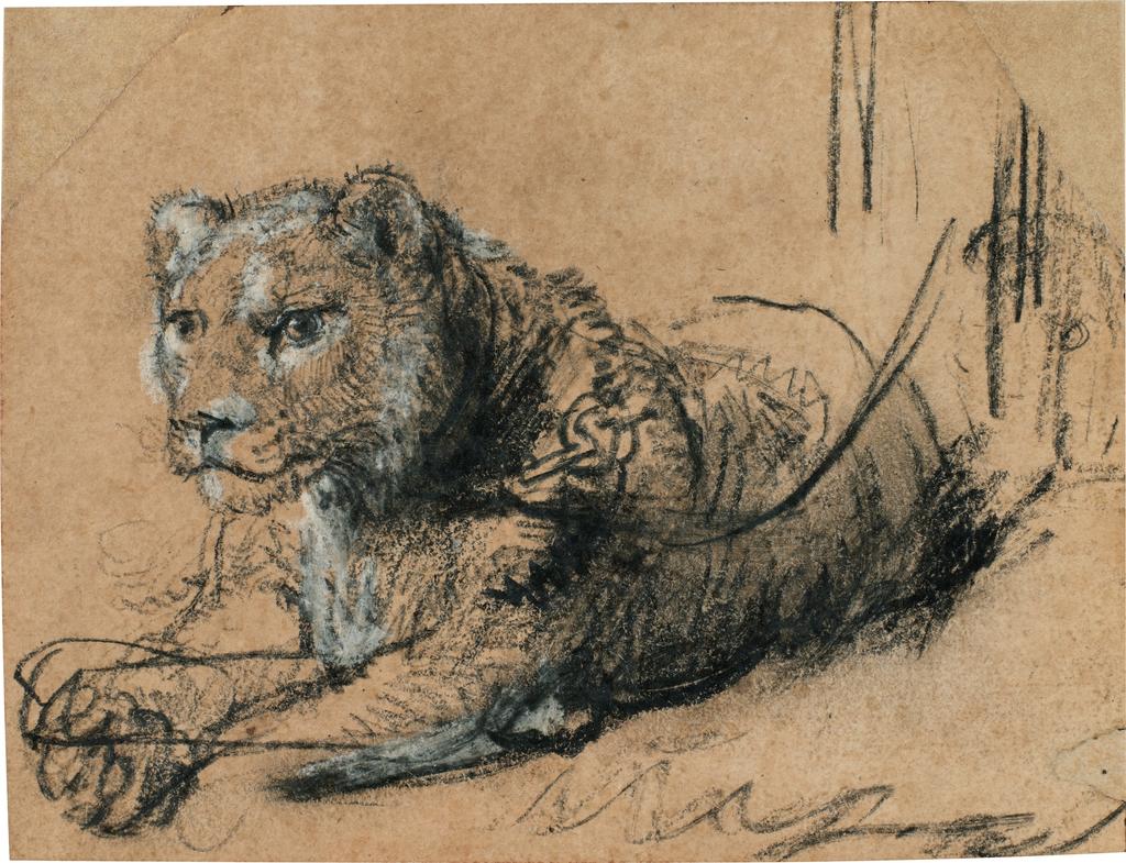 Rembrandt Harmensz. van Rijn (1606-1669), Jeune lion au repos, vers 1638-1642. Craie noire avec rehauts de craie blanche et lavis gris sur papier vergé brun, 115 x 150 cm. Vente New York, Sotheby's, le 4 février 2026. Estimé : 15/20 millions d'euros.