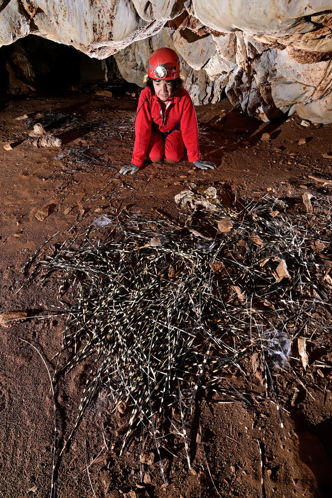 Reste d’épines d’un porc-épic dévoré par un léopard séjournant dans les profondeurs de la grotte malgré le noir absolu qui y règne (Gcwihaba Cave, Botswana).