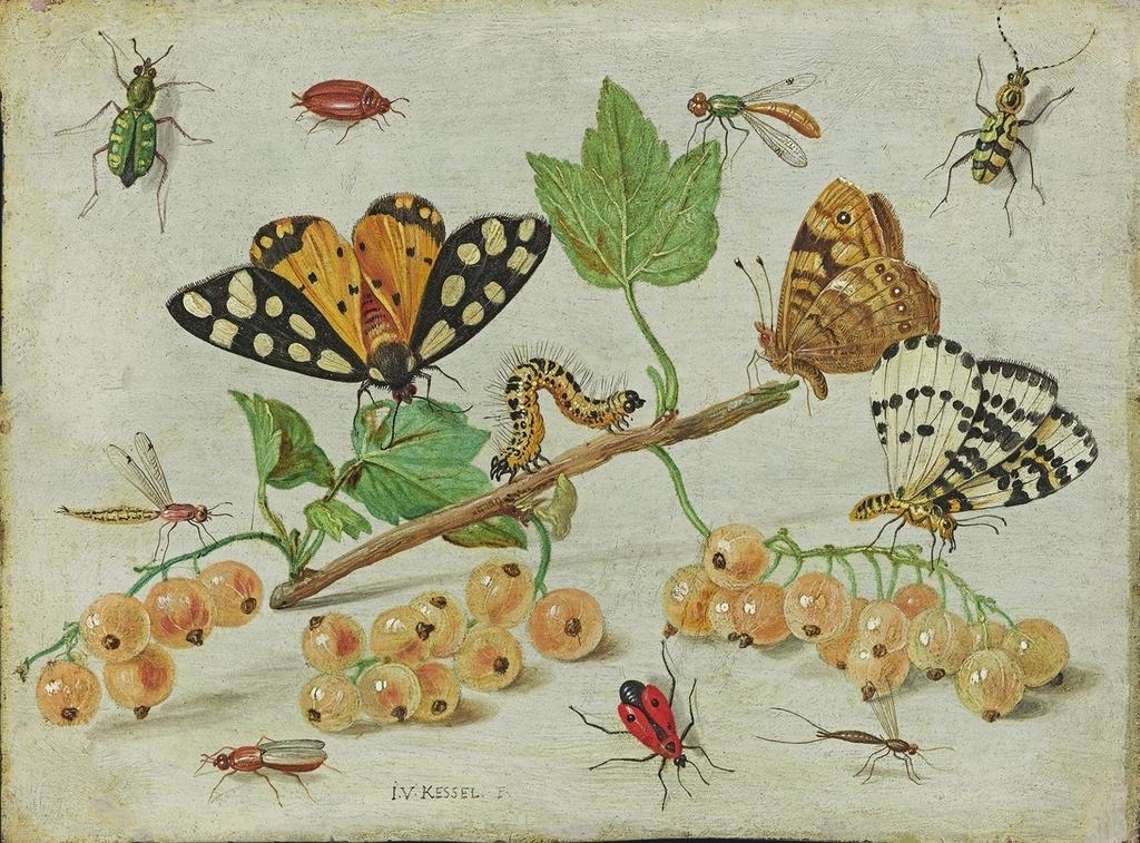 Jan van Kessel I, Brin de groseilles blanches et insectes, vers 1655. Huile sur cuivre, 10,9 x 14,6 cm. Amsterdam, Rijksmuseum.