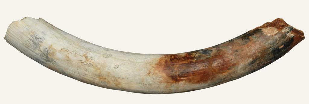 Ivoire, 78 cm, 5 kg. 